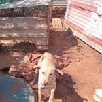 dog_1-0.jpg