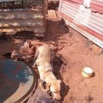 dog_2-1.jpg