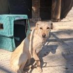 dog_3-2.jpg