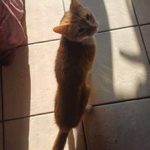 ginger_1-2.jpg