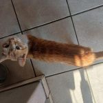 ginger_2-1.jpg