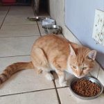 ginger_3-0.jpg