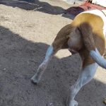 prolapse_2-1.jpg